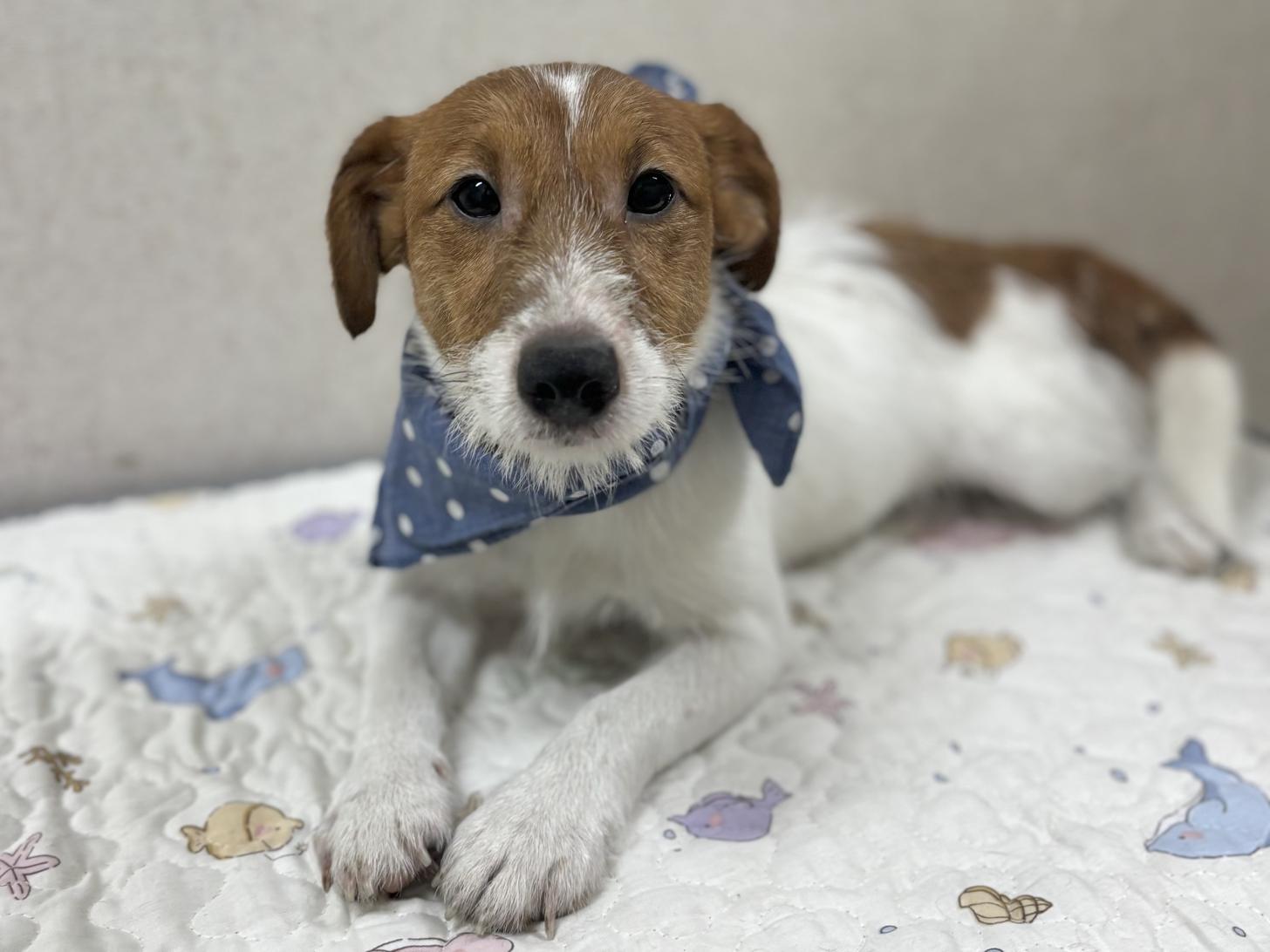 神奈川県のジャックラッセルテリア (ペットアイランド海老名店/2025年2月15日生まれ/男の子/ホワイトタン)の子犬