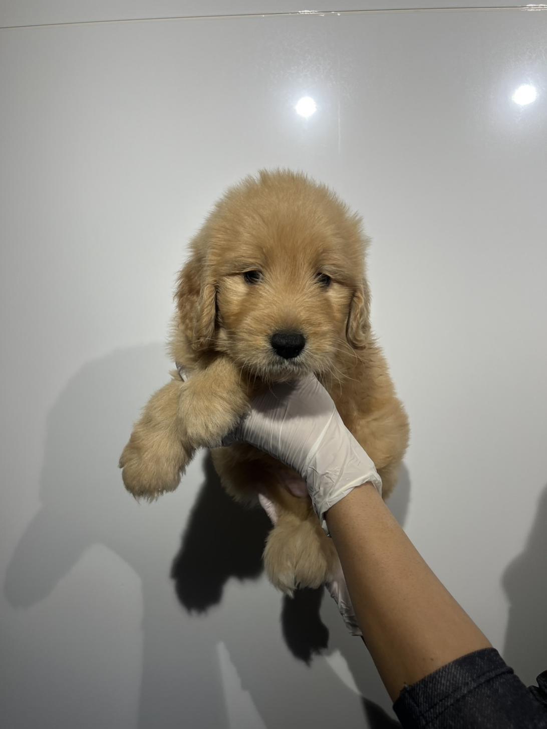 埼玉県のゴールデンドゥードゥル(ゴールデン×プードル) (ペッツスマイル加須インター店/2026年1月3日生まれ/女の子/その他色)の子犬の1枚目の画像