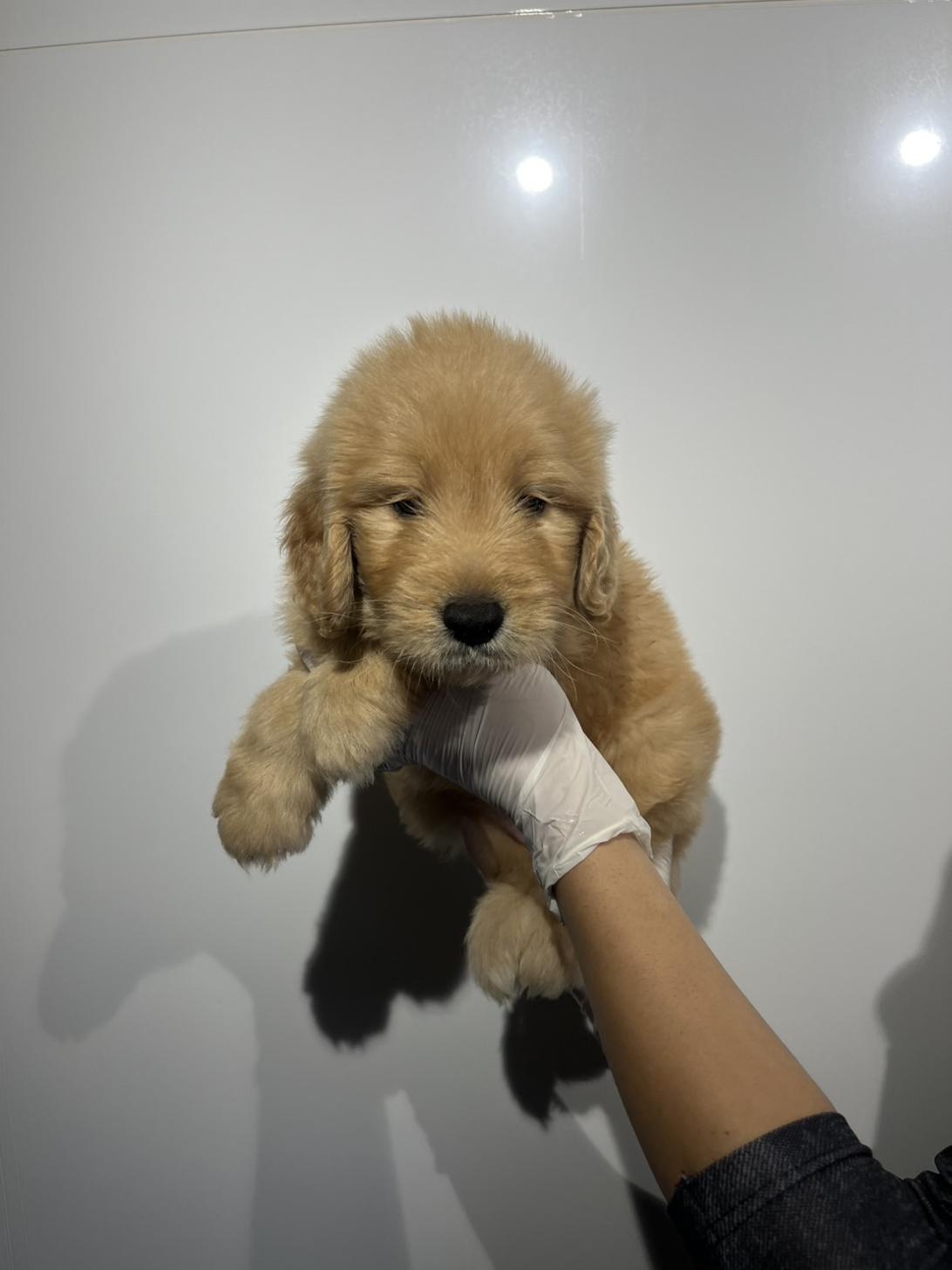 埼玉県のゴールデンドゥードゥル(ゴールデン×プードル) (ペッツスマイル加須インター店/2026年1月3日生まれ/女の子/その他色)の子犬の2枚目の画像