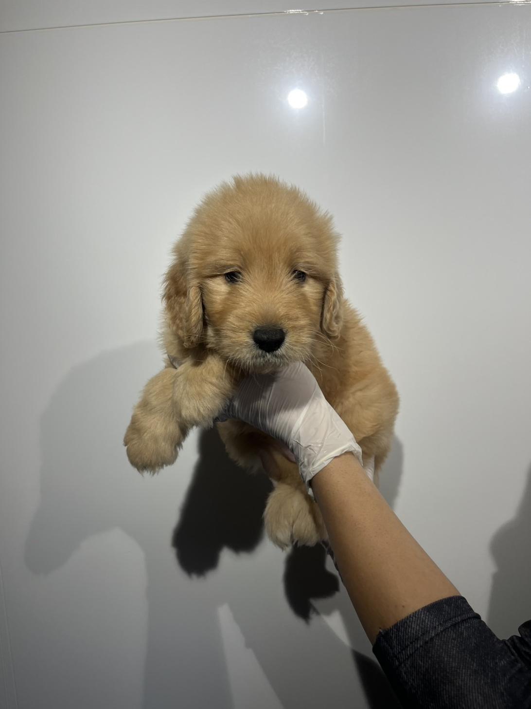 埼玉県のゴールデンドゥードゥル(ゴールデン×プードル) (ペッツスマイル加須インター店/2026年1月3日生まれ/女の子/その他色)の子犬の3枚目の画像