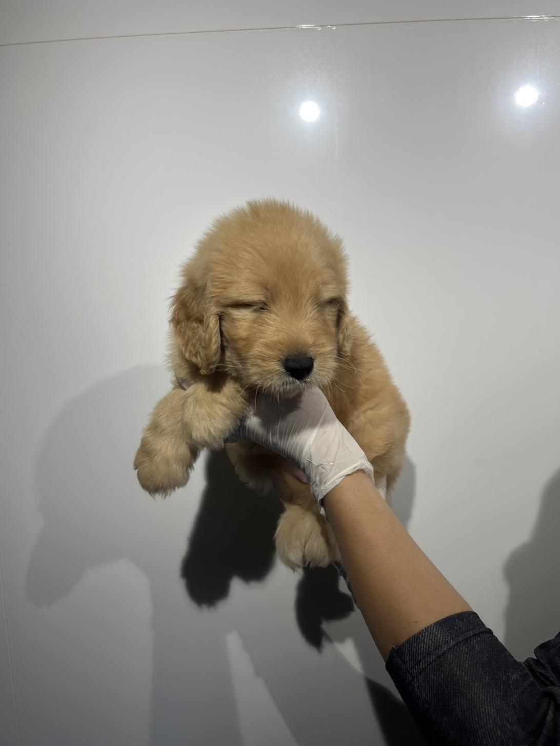 埼玉県のゴールデンドゥードゥル(ゴールデン×プードル) (ペッツスマイル加須インター店/2026年1月3日生まれ/女の子/その他色)の子犬の4枚目の画像