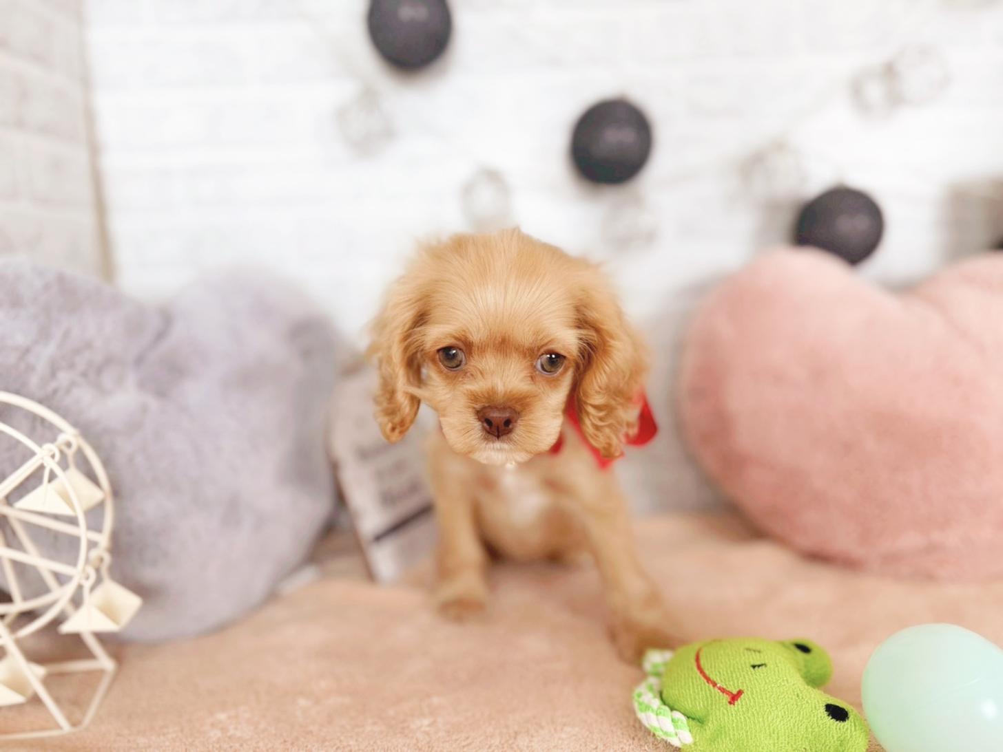 北海道のアメリカンコッカースパニエル (ペットショップだんぼ/2025年9月7日生まれ/女の子/バフ)の子犬