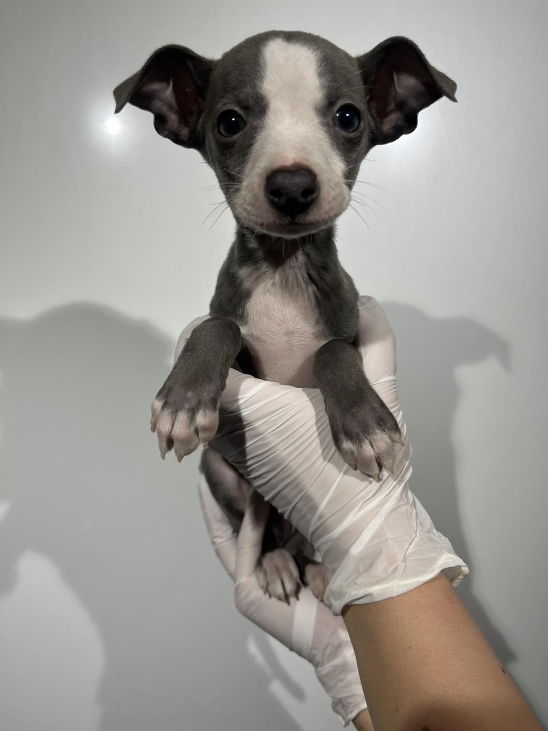 埼玉県のイタリアングレーハウンド (ペッツスマイル加須インター店/2025年11月23日生まれ/男の子/ブルーホワイトマーキングス)の子犬の2枚目の画像