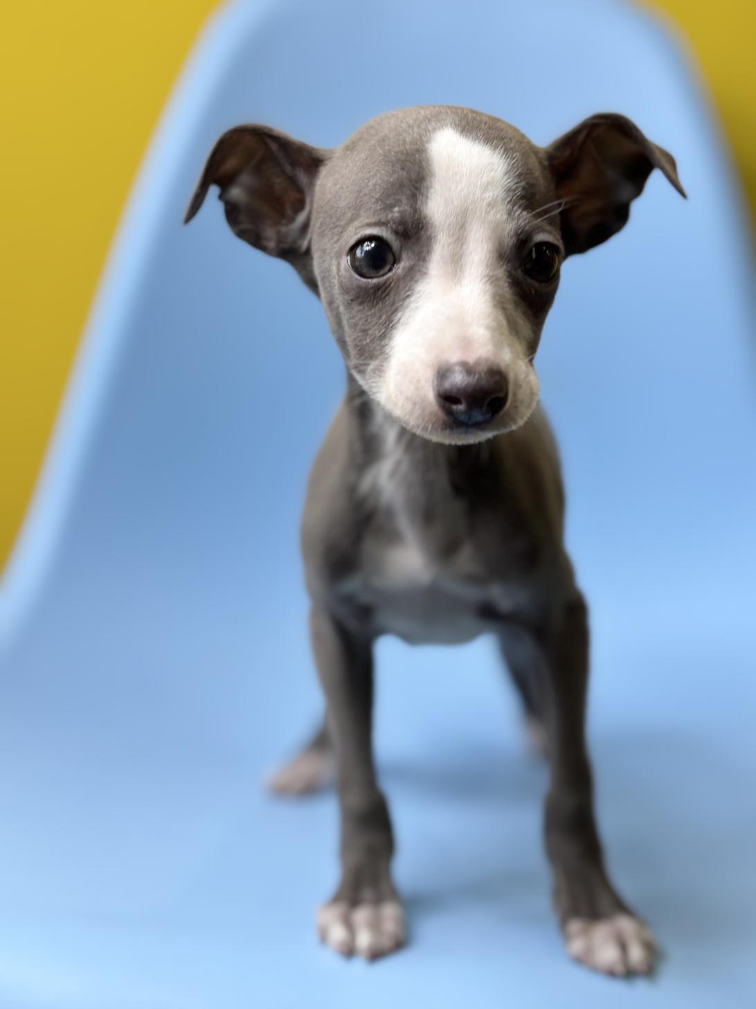 埼玉県のイタリアングレーハウンド (ペッツスマイル加須インター店/2025年11月23日生まれ/男の子/ブルーホワイトマーキングス)の子犬の2枚目の画像