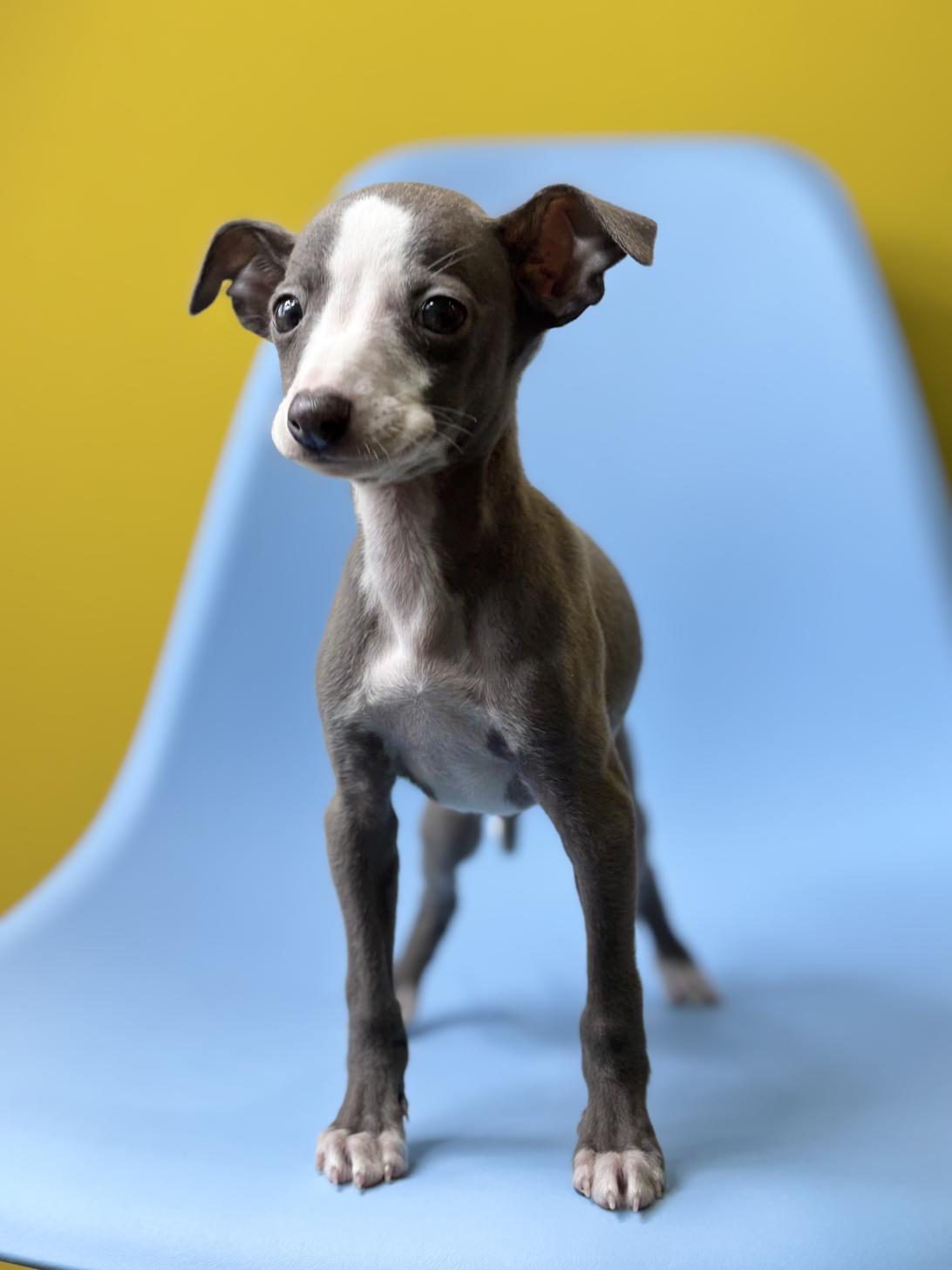 埼玉県のイタリアングレーハウンド (ペッツスマイル加須インター店/2025年11月23日生まれ/男の子/ブルーホワイトマーキングス)の子犬の3枚目の画像