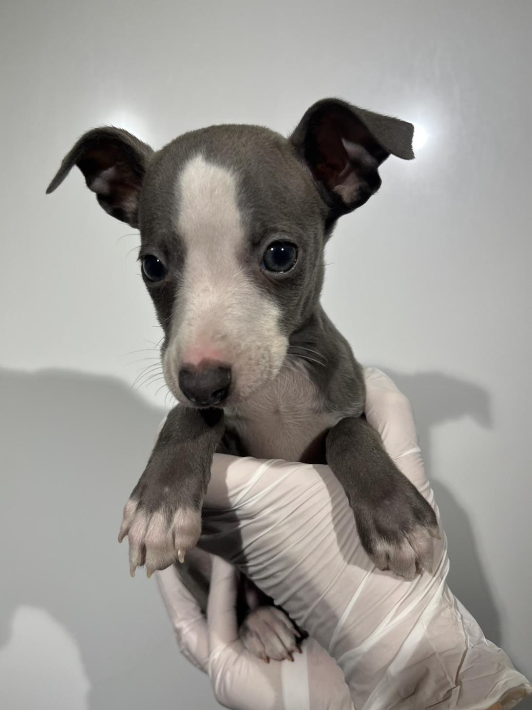 埼玉県のイタリアングレーハウンド (ペッツスマイル加須インター店/2025年11月23日生まれ/男の子/ブルーホワイトマーキングス)の子犬の3枚目の画像