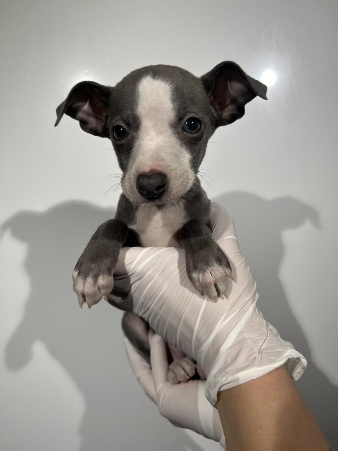 埼玉県のイタリアングレーハウンド (ペッツスマイル加須インター店/2025年11月23日生まれ/男の子/ブルーホワイトマーキングス)の子犬の4枚目の画像