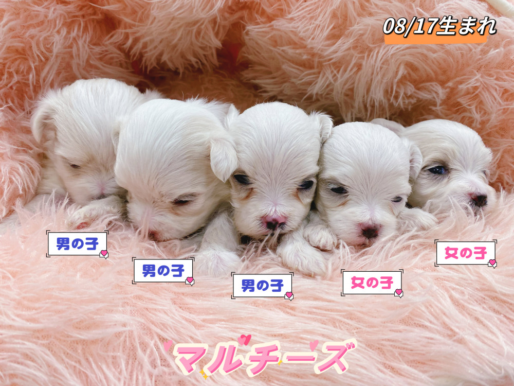 新潟県のマルチーズ (竹内ペット 新津本店/2026年8月17日生まれ/男の子/その他色)の子犬の1枚目の画像