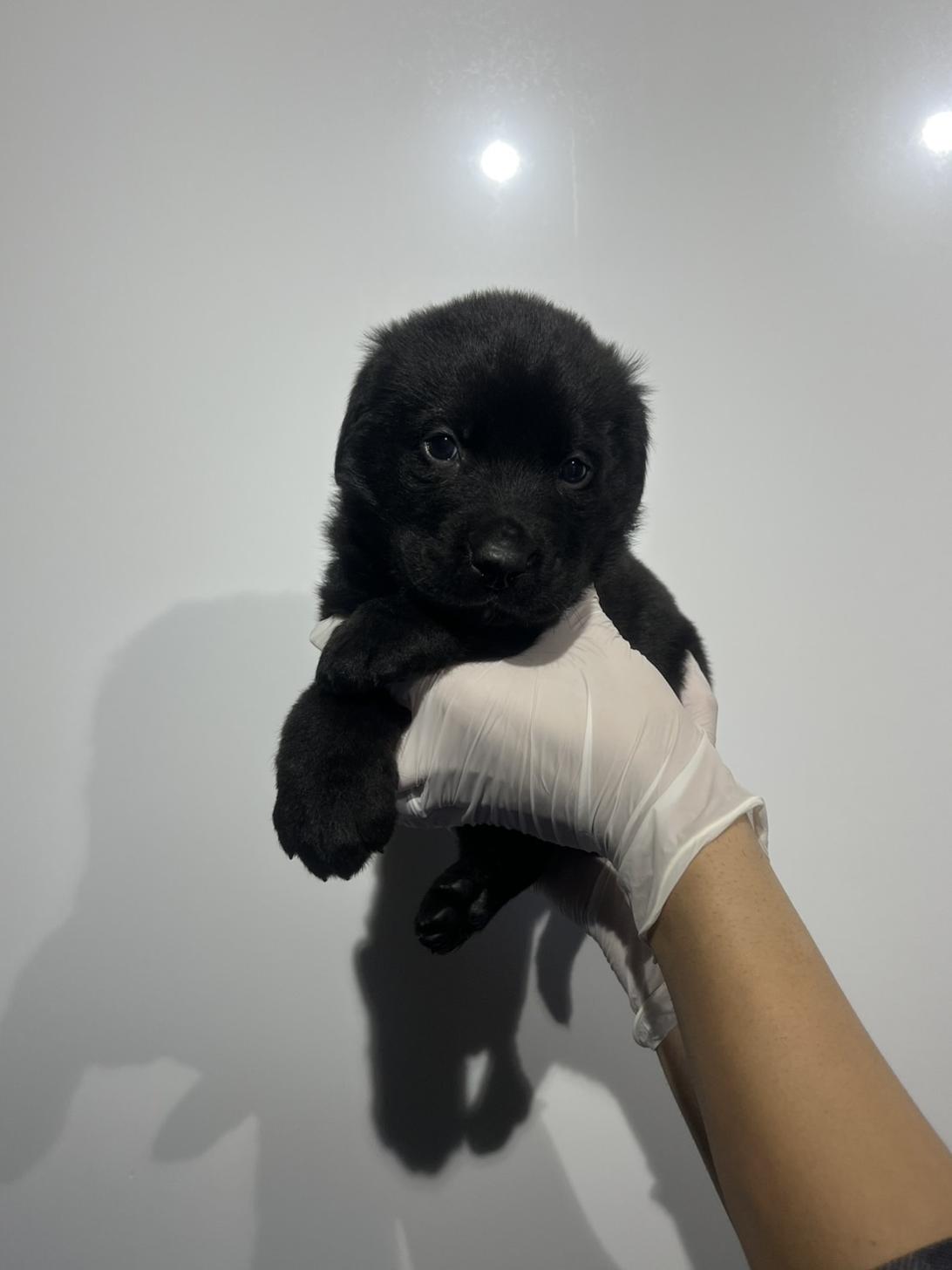 埼玉県のハーフ犬・ミックス犬 (ペッツスマイル加須インター店/2026年1月3日生まれ/男の子/ブラック)の子犬の1枚目の画像