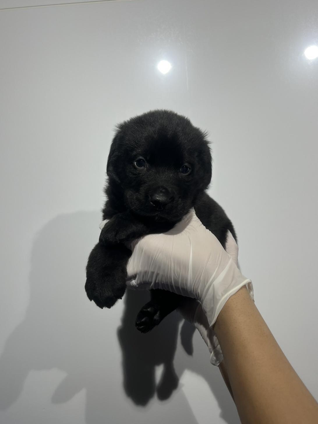 埼玉県のハーフ犬・ミックス犬 (ペッツスマイル加須インター店/2026年1月3日生まれ/男の子/ブラック)の子犬の2枚目の画像