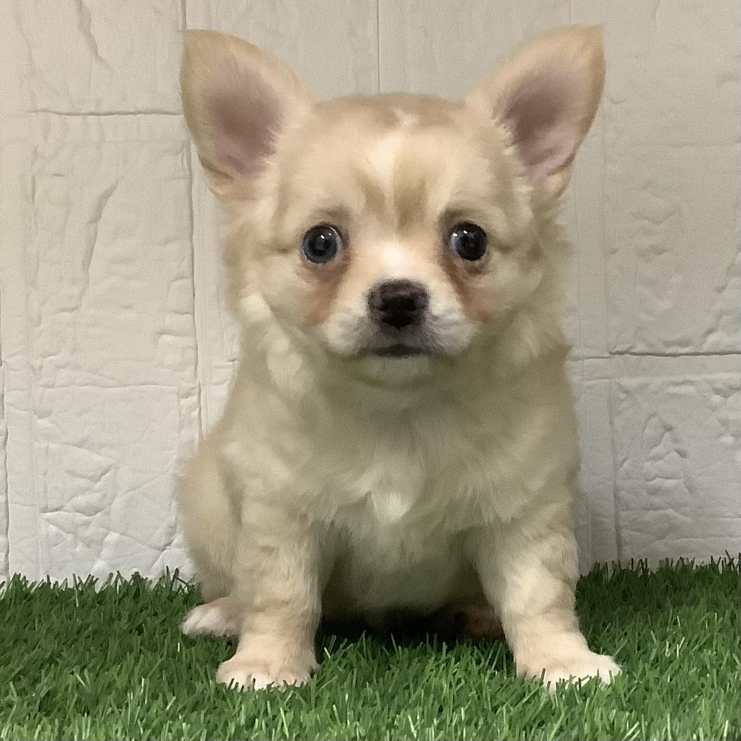 福岡県のチワワ(ロング) (ドッグズホーム旗崎店/2026年4月13日生まれ/男の子/クリーム)の子犬