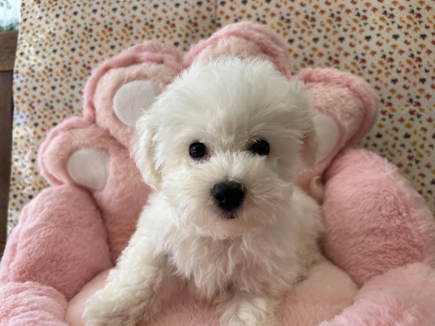 佐賀県のビションフリーゼ (スタードッグス新鳥栖店/2025年8月20日生まれ/女の子/ホワイト)の子犬