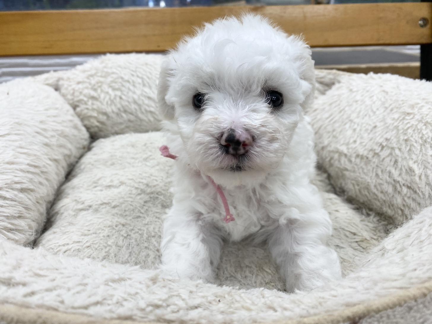 熊本県のビションフリーゼ (スタードッグス新熊本店/2025年8月20日生まれ/女の子/ホワイト)の子犬の1枚目の画像