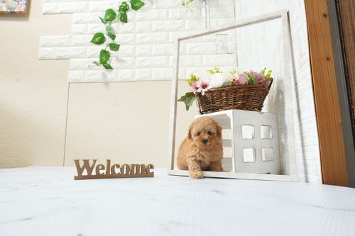 滋賀県のトイプードル(タイニー) (いっぷく湖南店/2026年2月15日生まれ/女の子/レッドフォーン)の子犬の1枚目の画像