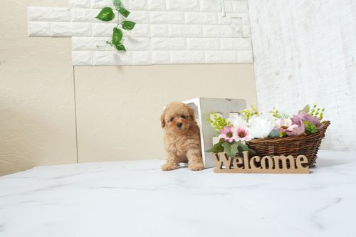 滋賀県のトイプードル(タイニー) (いっぷく湖南店/2026年2月15日生まれ/女の子/レッドフォーン)の子犬の2枚目の画像