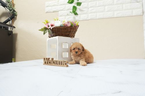 滋賀県のトイプードル(タイニー) (いっぷく湖南店/2026年2月15日生まれ/女の子/レッドフォーン)の子犬の3枚目の画像