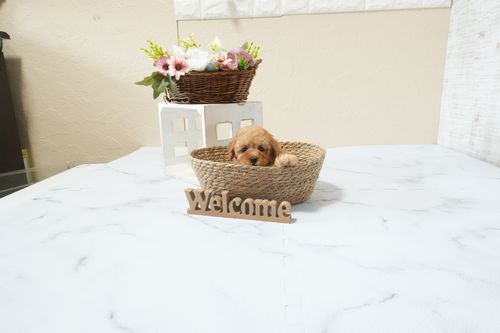 滋賀県のトイプードル(タイニー) (いっぷく湖南店/2026年2月15日生まれ/女の子/レッドフォーン)の子犬の4枚目の画像