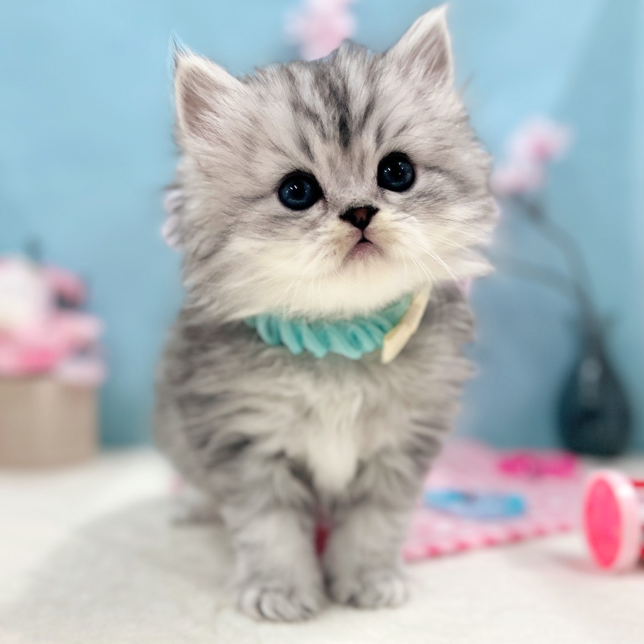 神奈川県のミヌエット (にゃんこハウスPAW/2026年1月29日生まれ/男の子/シルバータビー)の子猫