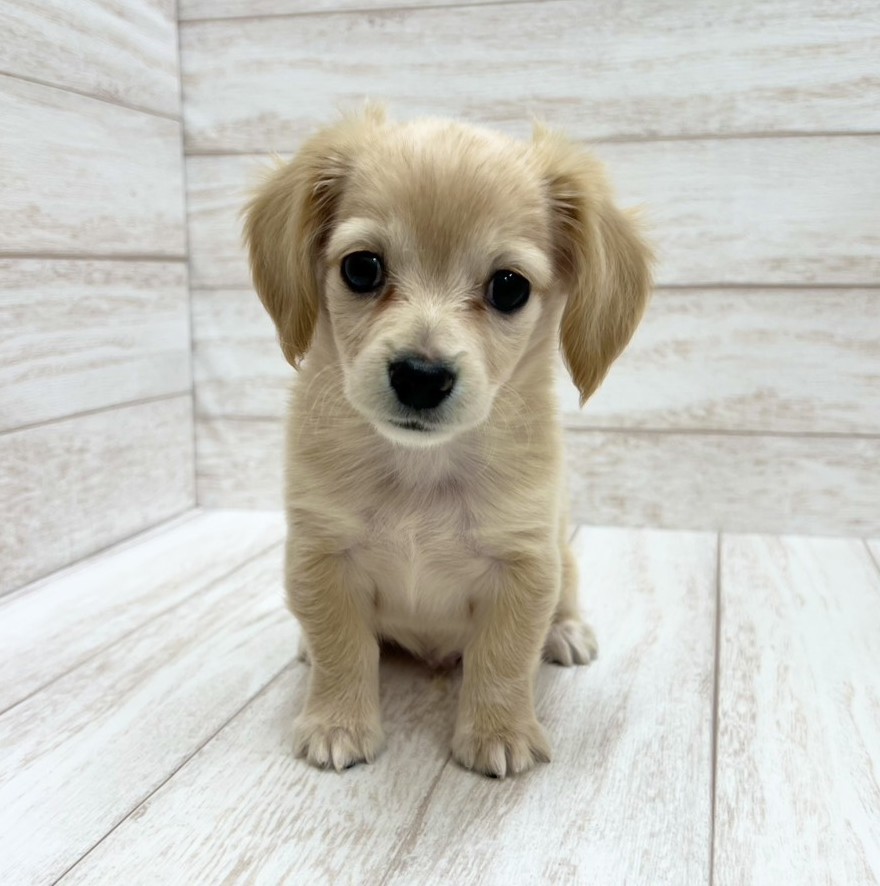 千葉県のチワックス(チワワ×ダックス) (ペピカファミリー松戸店/2026年1月16日生まれ/男の子/クリーム)の子犬の1枚目の画像