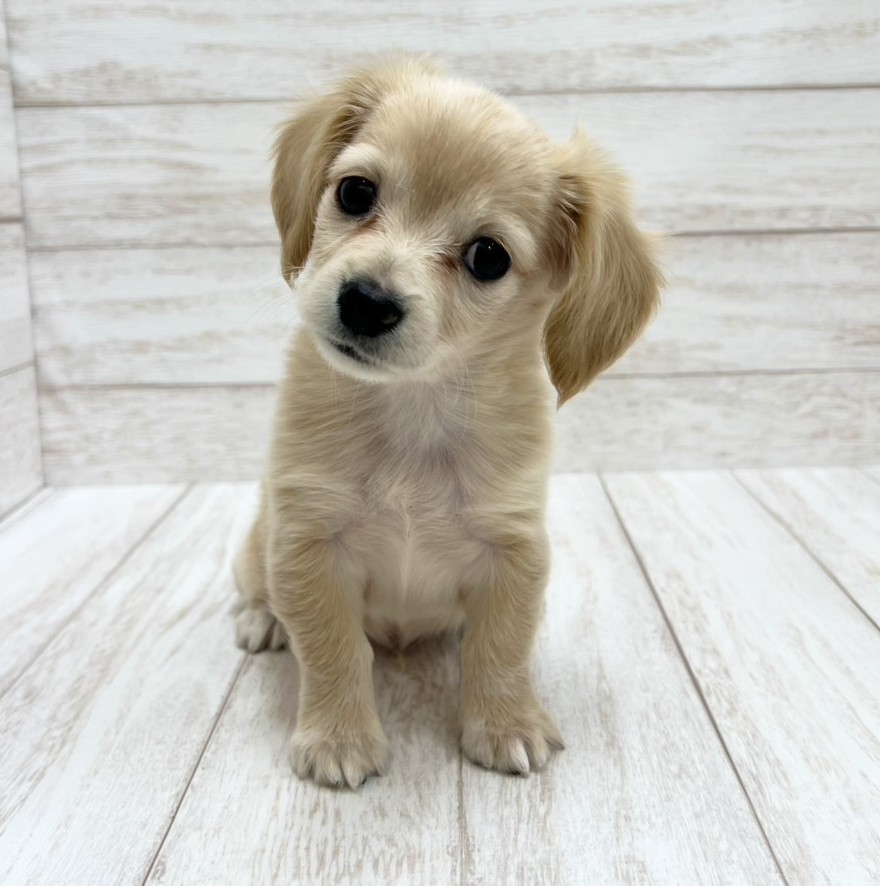 千葉県のチワックス(チワワ×ダックス) (ペピカファミリー松戸店/2026年1月16日生まれ/男の子/クリーム)の子犬の2枚目の画像