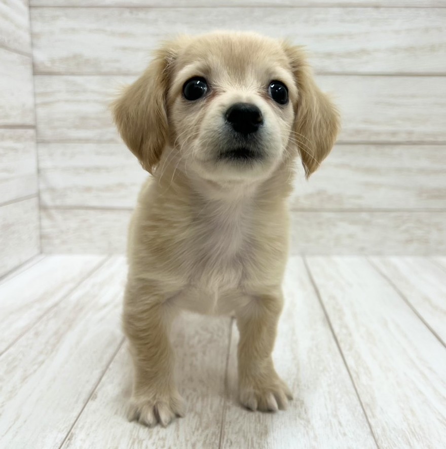 千葉県のチワックス(チワワ×ダックス) (ペピカファミリー松戸店/2026年1月16日生まれ/男の子/クリーム)の子犬の3枚目の画像