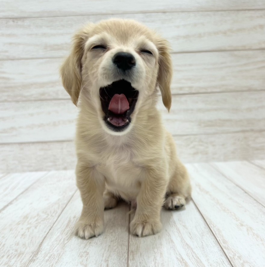 千葉県のチワックス(チワワ×ダックス) (ペピカファミリー松戸店/2026年1月16日生まれ/男の子/クリーム)の子犬の4枚目の画像