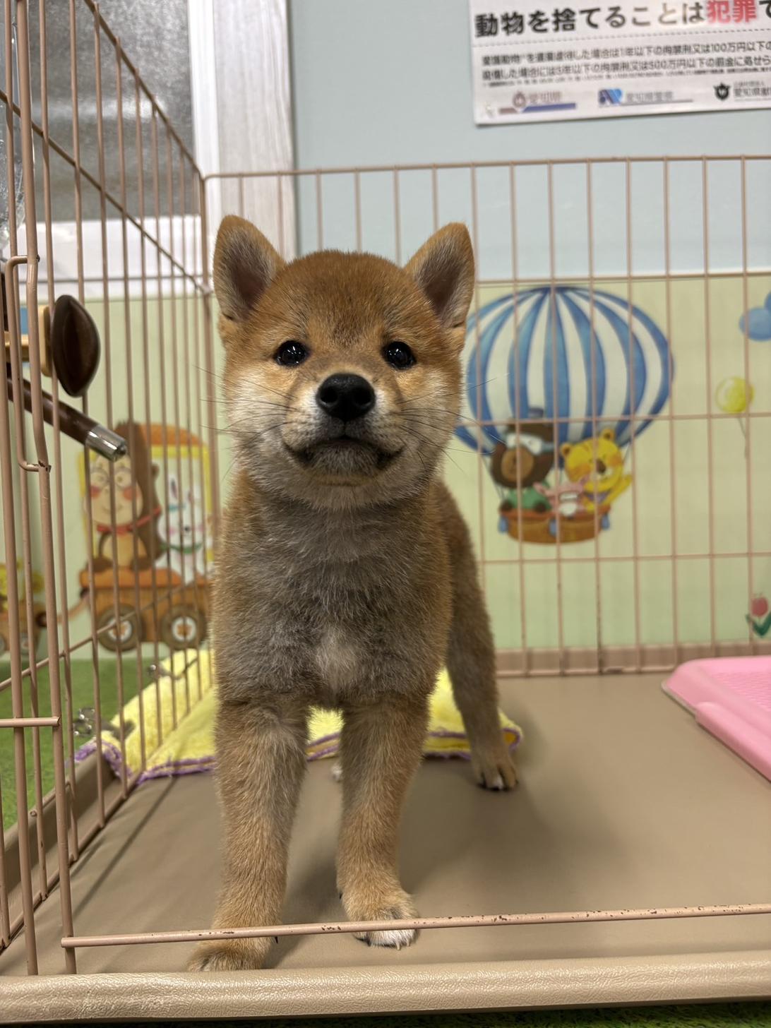 愛知県の豆柴 (子いぬの足あと/2026年7月1日生まれ/男の子/赤)の子犬