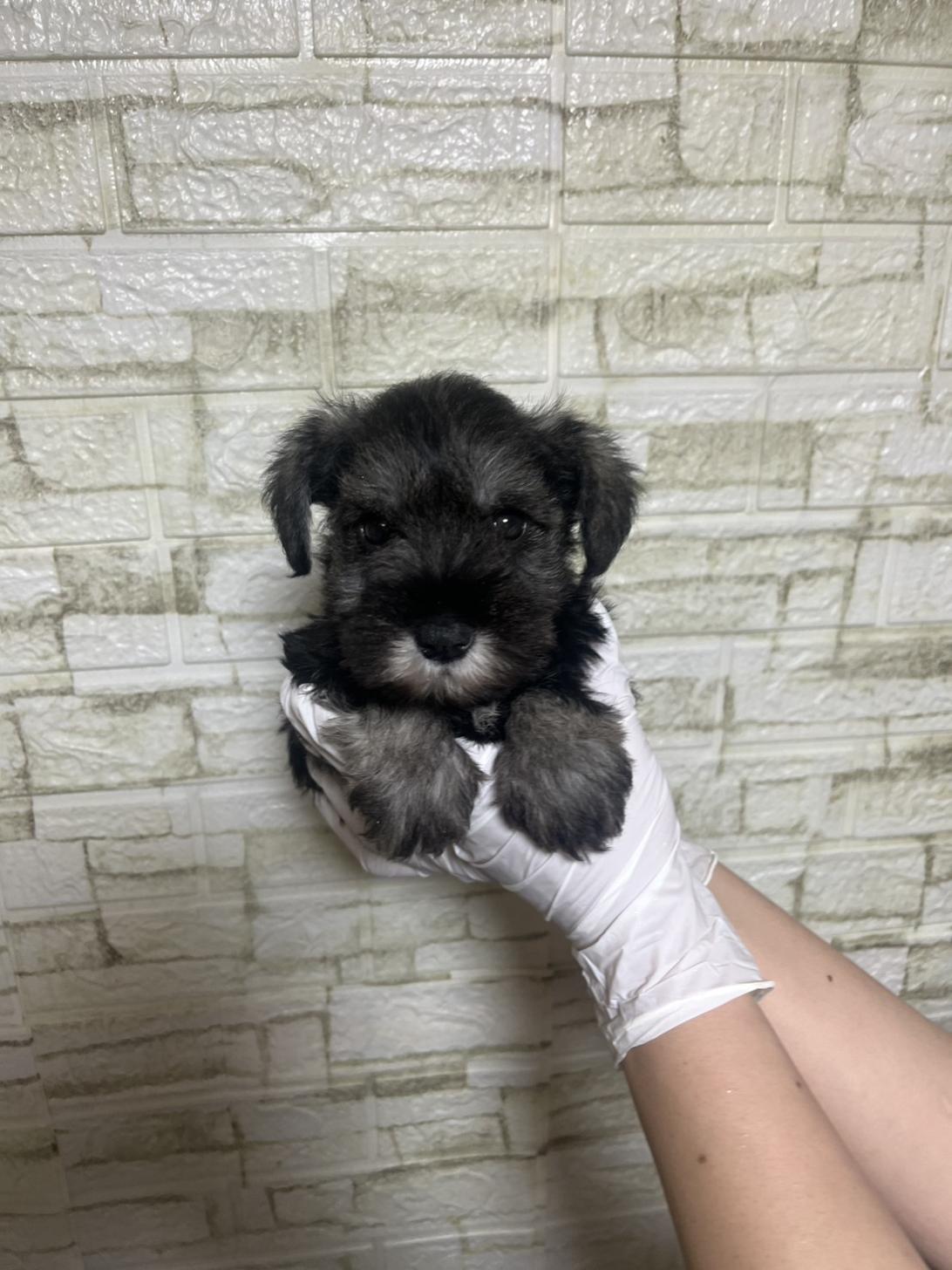 埼玉県のミニチュアシュナウザー (ペッツスマイル南中野店/2026年2月1日生まれ/女の子/ソルトペッパー)の子犬の1枚目の画像