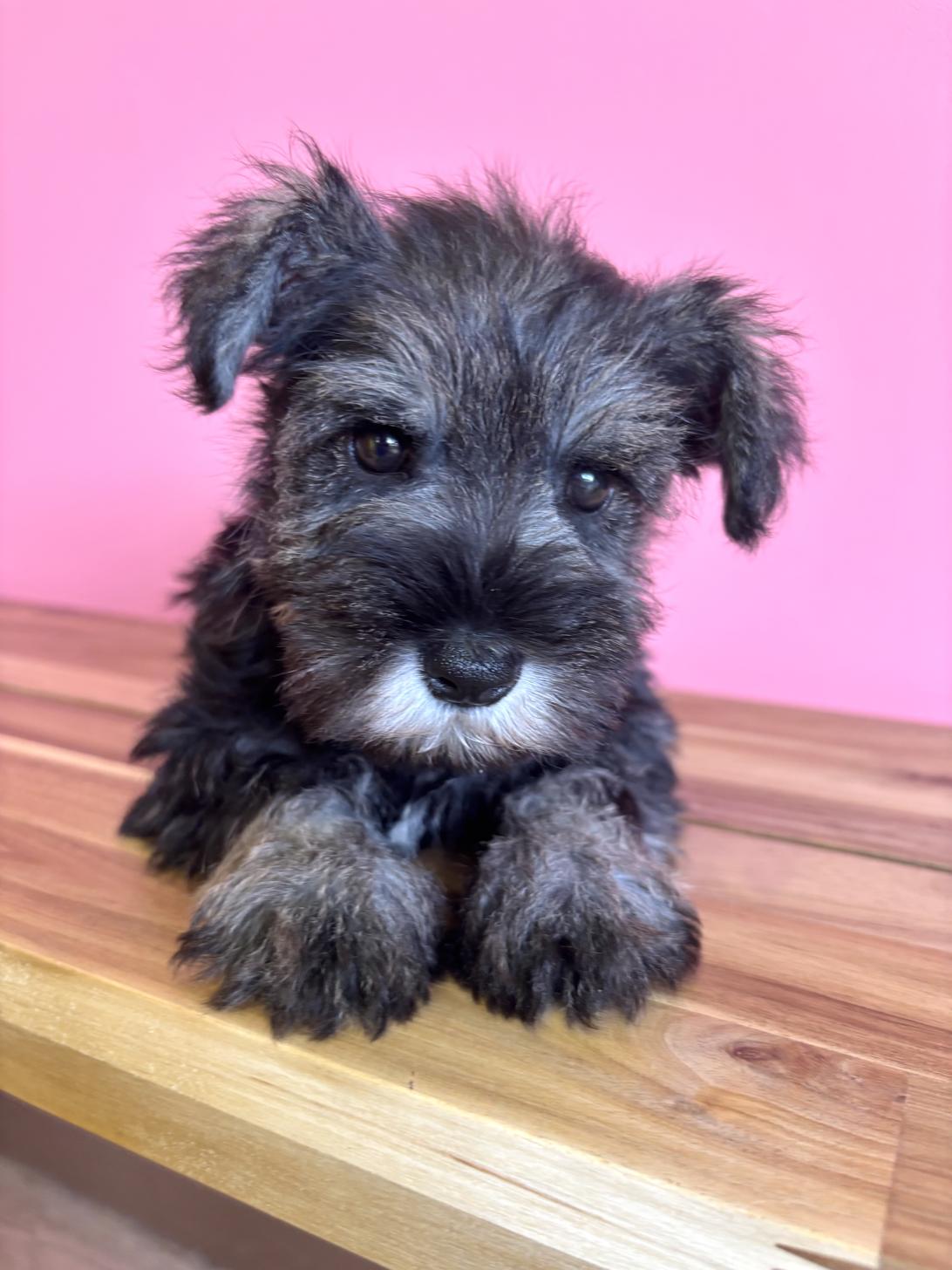 埼玉県のミニチュアシュナウザー (ペッツスマイル南中野店/2026年2月1日生まれ/女の子/ソルトペッパー)の子犬の1枚目の画像