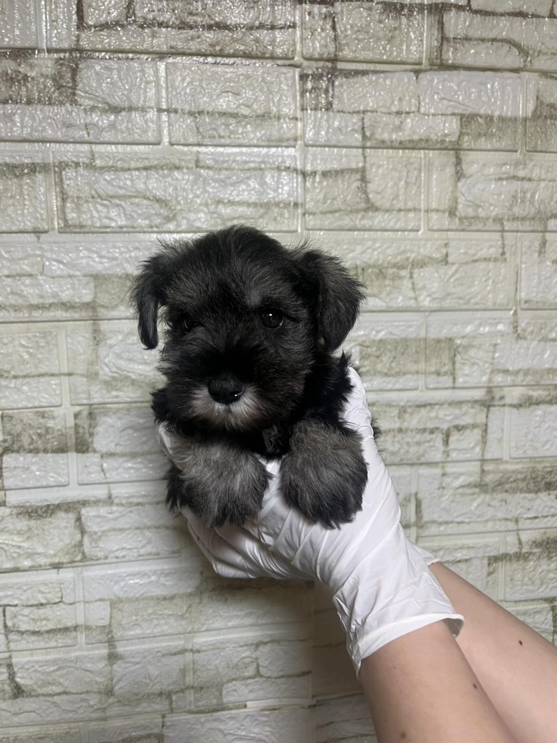 埼玉県のミニチュアシュナウザー (ペッツスマイル南中野店/2026年2月1日生まれ/女の子/ソルトペッパー)の子犬の2枚目の画像