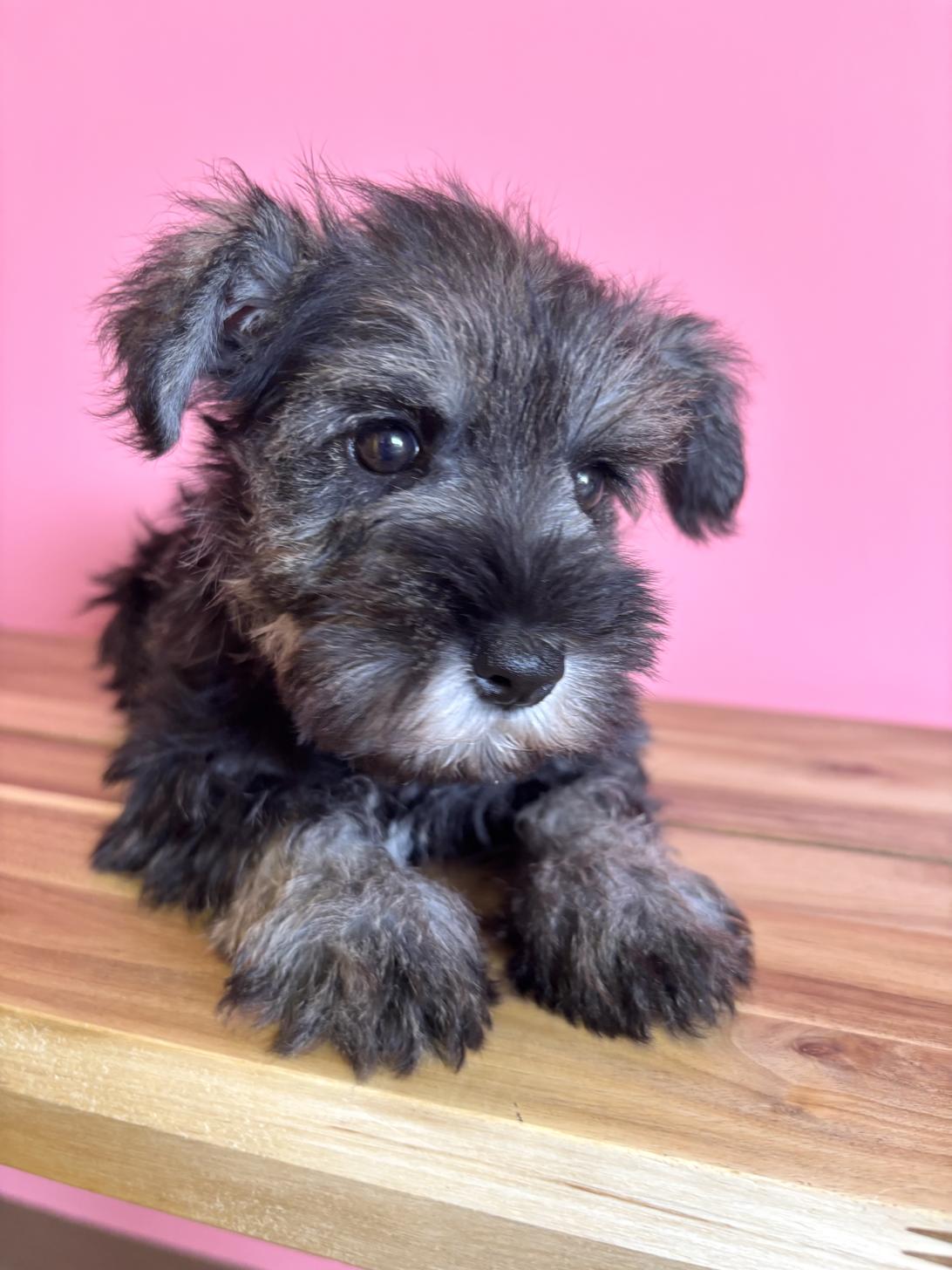 埼玉県のミニチュアシュナウザー (ペッツスマイル南中野店/2026年2月1日生まれ/女の子/ソルトペッパー)の子犬の2枚目の画像