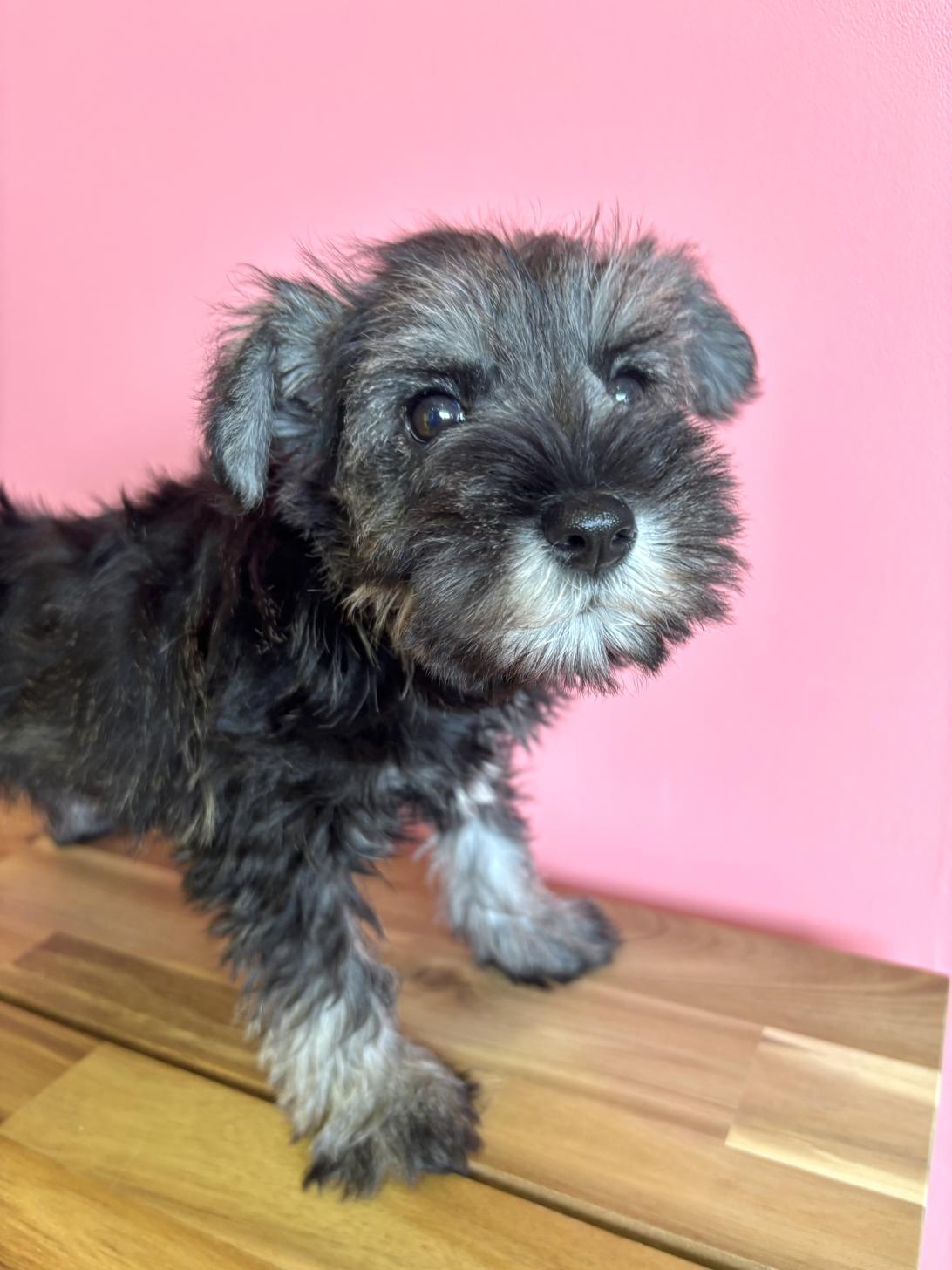 埼玉県のミニチュアシュナウザー (ペッツスマイル南中野店/2026年2月1日生まれ/女の子/ソルトペッパー)の子犬の3枚目の画像