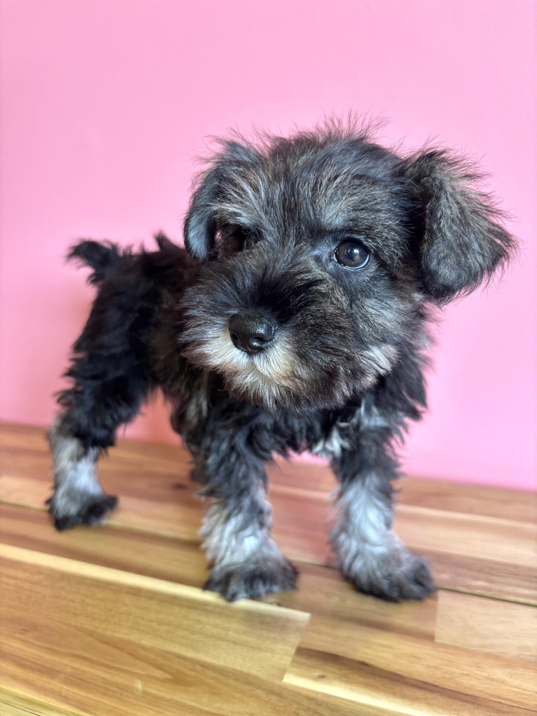 埼玉県のミニチュアシュナウザー (ペッツスマイル南中野店/2026年2月1日生まれ/女の子/ソルトペッパー)の子犬の4枚目の画像