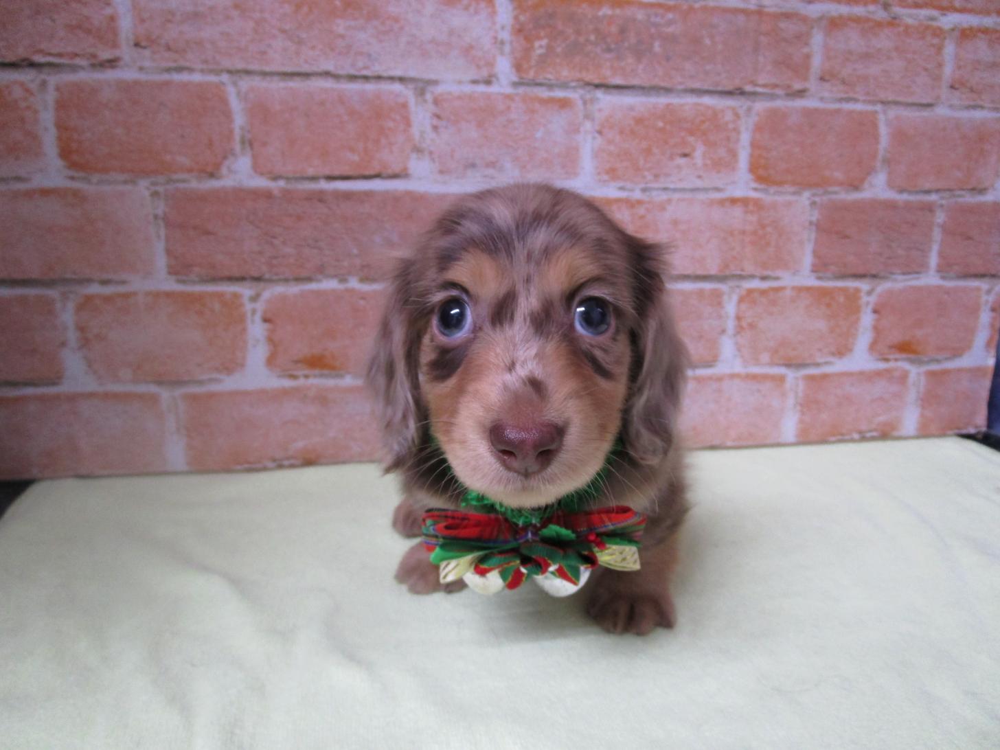 宮城県のミニチュアダックスフンド(ロング) (ズーズーカンパニー 八乙女店/2025年10月13日生まれ/男の子/チョコレートダップル)の子犬の1枚目の画像