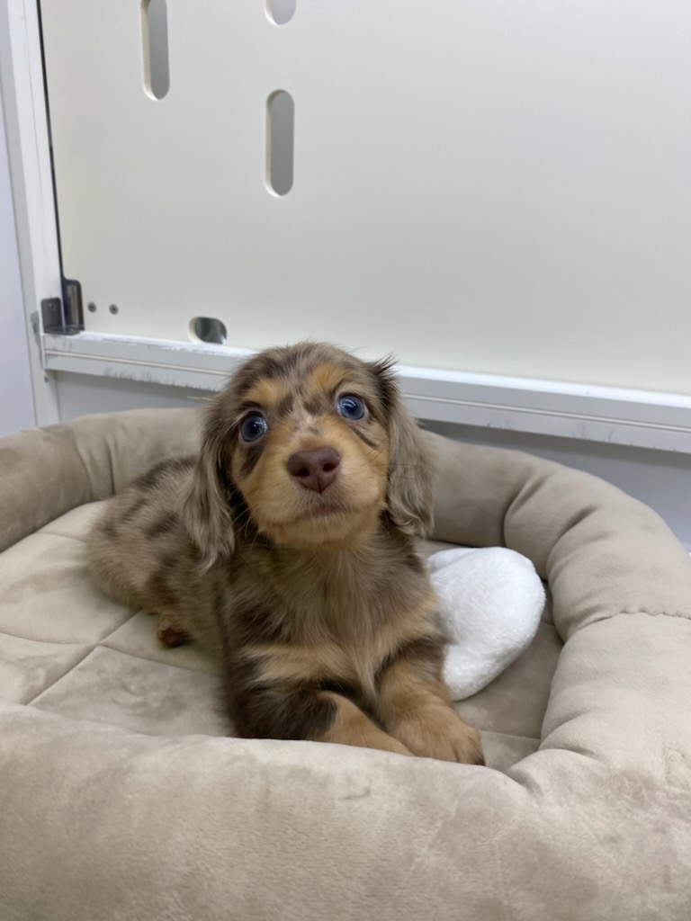 宮城県のミニチュアダックスフンド(ロング) (ズーズーカンパニー 八乙女店/2025年10月13日生まれ/男の子/チョコレートダップル)の子犬の2枚目の画像