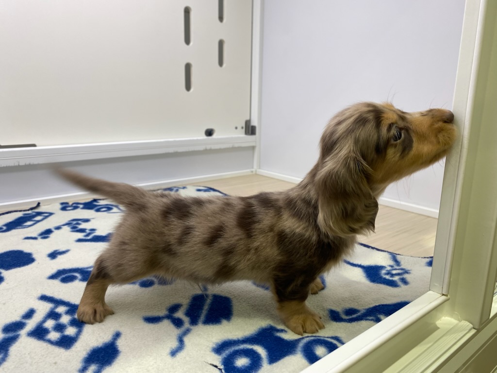 宮城県のミニチュアダックスフンド(ロング) (ズーズーカンパニー 八乙女店/2025年10月13日生まれ/男の子/チョコレートダップル)の子犬の3枚目の画像