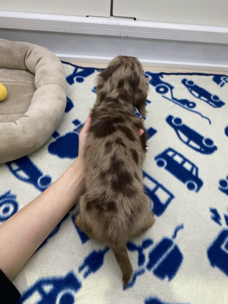 宮城県のミニチュアダックスフンド(ロング) (ズーズーカンパニー 八乙女店/2025年10月13日生まれ/男の子/チョコレートダップル)の子犬の4枚目の画像