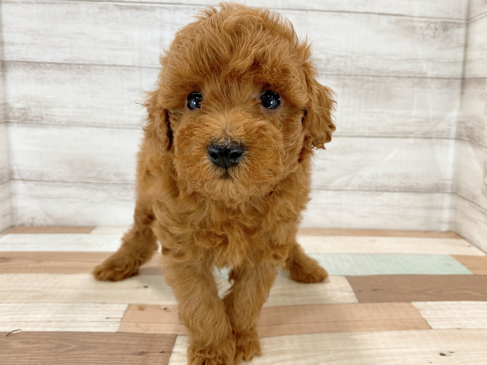 新潟県のトイプードル(トイ) (竹内ペット 新津本店/2026年5月16日生まれ/男の子/レッド)の子犬の1枚目の画像