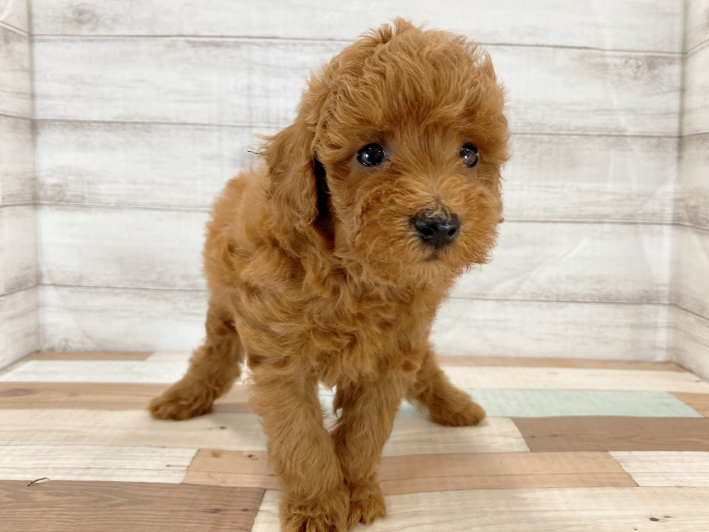 新潟県のトイプードル(トイ) (竹内ペット 新津本店/2026年5月16日生まれ/男の子/レッド)の子犬の2枚目の画像