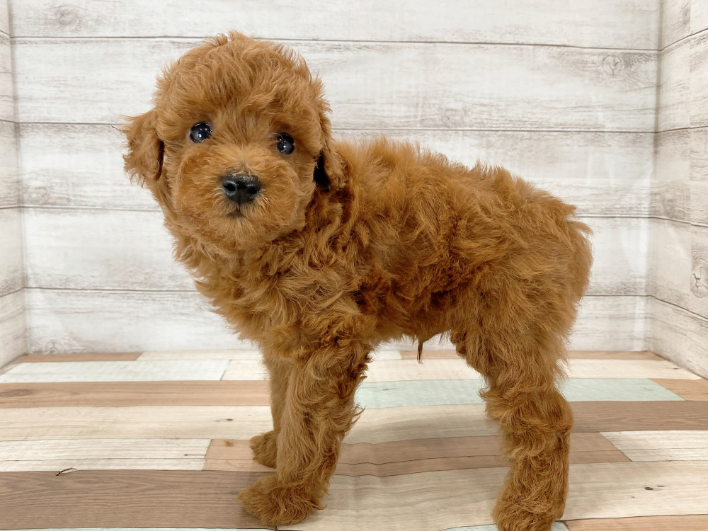 新潟県のトイプードル(トイ) (竹内ペット 新津本店/2026年5月16日生まれ/男の子/レッド)の子犬の3枚目の画像