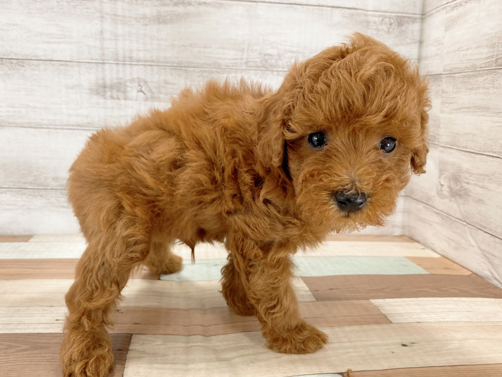 新潟県のトイプードル(トイ) (竹内ペット 新津本店/2026年5月16日生まれ/男の子/レッド)の子犬の4枚目の画像
