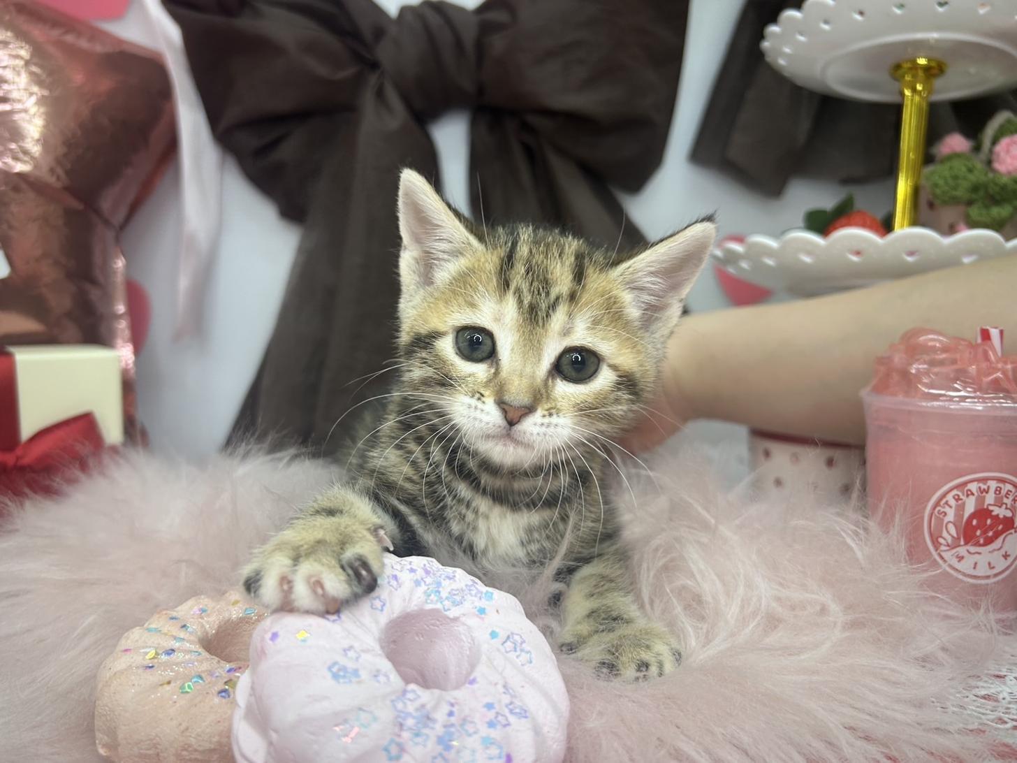 北海道のマンチカン (ラブワンコ カインズ大曲店/2025年12月6日生まれ/女の子/ブラウンパッチドタビー)の子猫