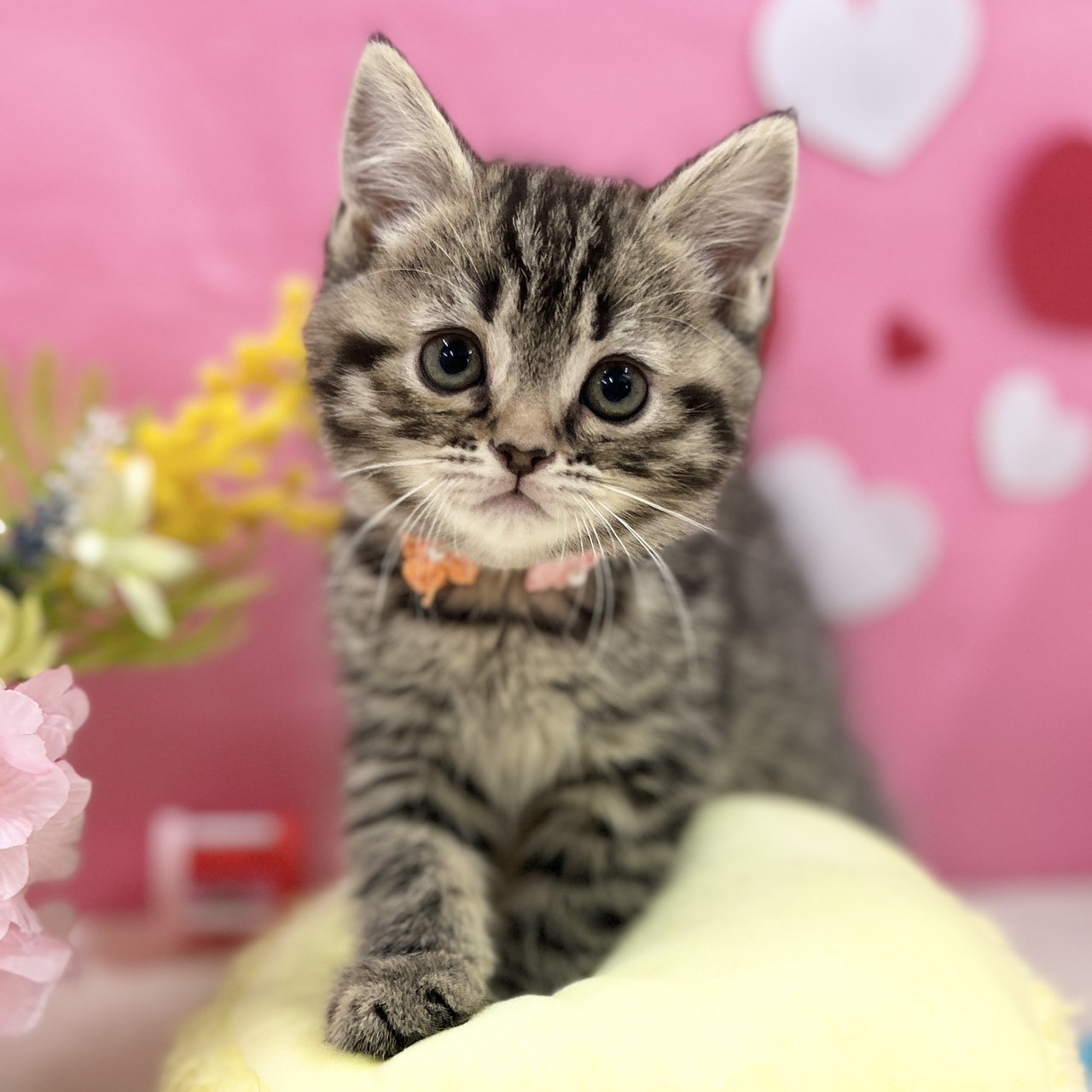 神奈川県のスコティッシュフォールド (にゃんこハウスPAW/2025年12月12日生まれ/女の子/ブラウンタビー)の子猫