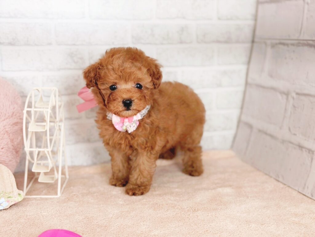 北海道のトイプードル(トイ) (ペットショップだんぼ/2026年5月7日生まれ/女の子/レッド)の子犬の1枚目の画像