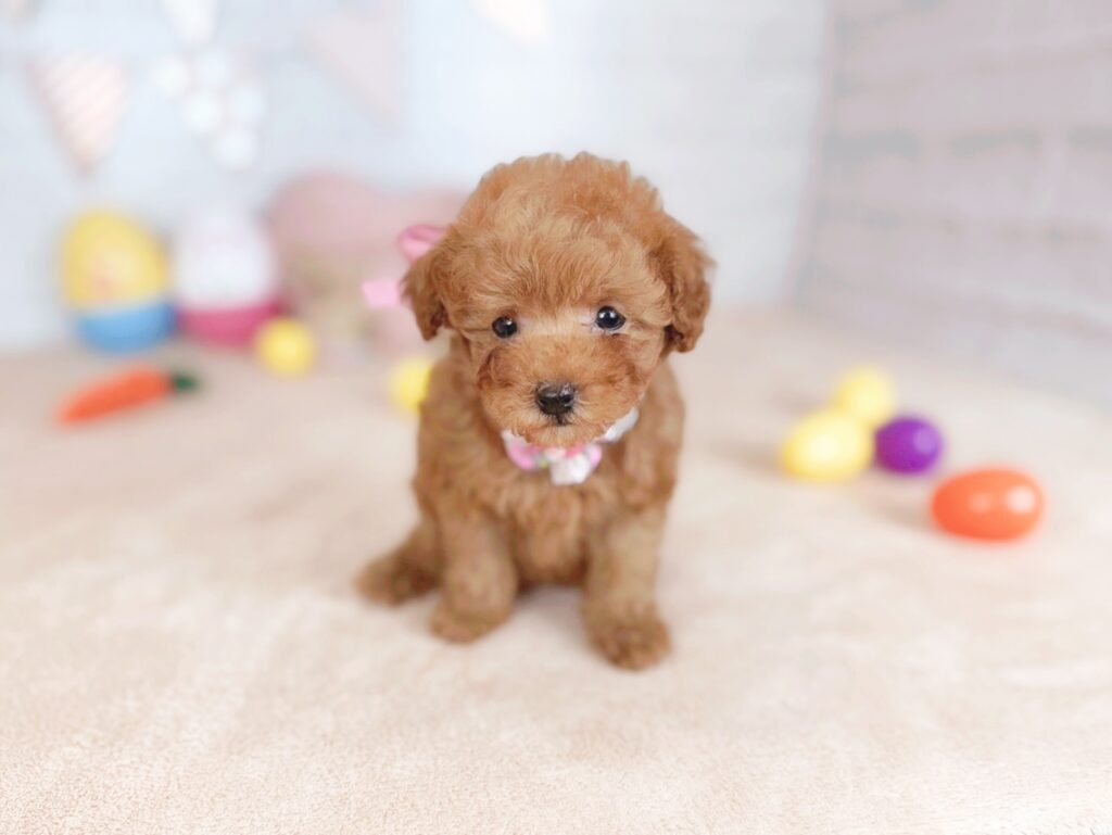 北海道のトイプードル(トイ) (ペットショップだんぼ/2026年5月7日生まれ/女の子/レッド)の子犬の2枚目の画像