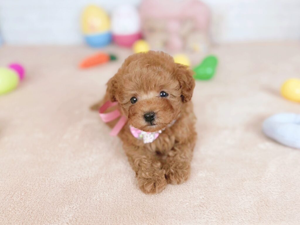 北海道のトイプードル(トイ) (ペットショップだんぼ/2026年5月7日生まれ/女の子/レッド)の子犬の3枚目の画像