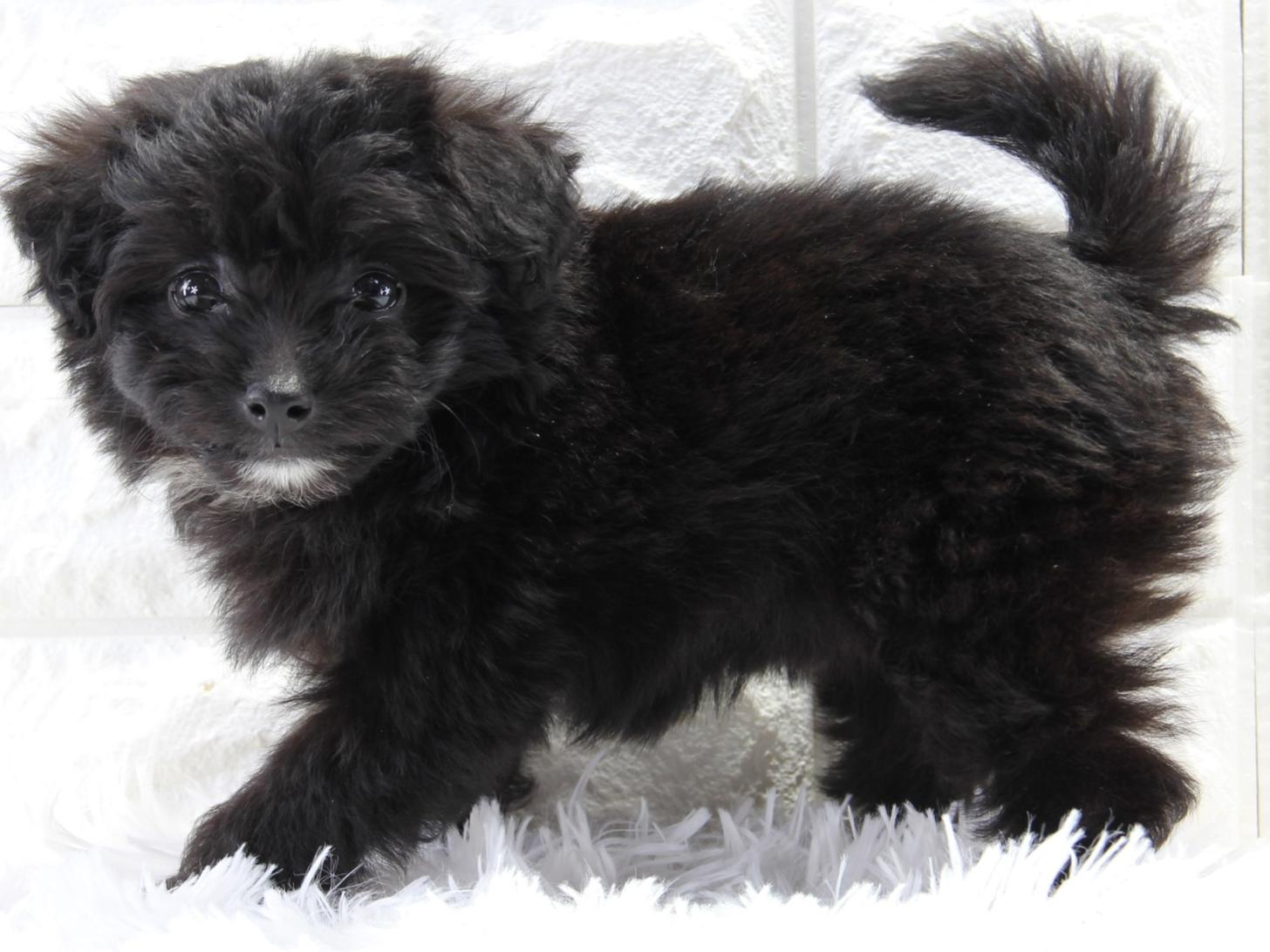 愛知県のポメプー(ポメラニアン×プードル) (猫福家 名古屋南店/2025年4月10日生まれ/女の子/ブラック)の子犬の1枚目の画像