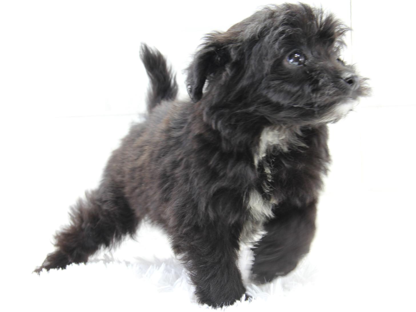 愛知県のポメプー(ポメラニアン×プードル) (猫福家 名古屋南店/2025年4月10日生まれ/女の子/ブラック)の子犬の2枚目の画像