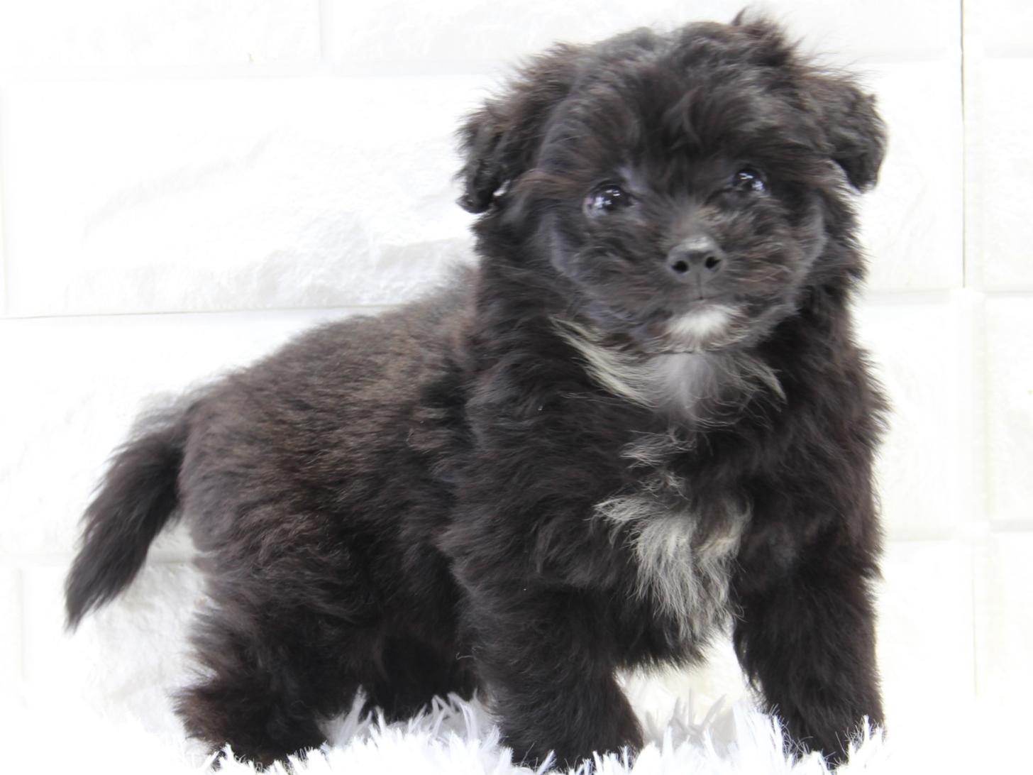 愛知県のポメプー(ポメラニアン×プードル) (猫福家 名古屋南店/2025年4月10日生まれ/女の子/ブラック)の子犬の3枚目の画像