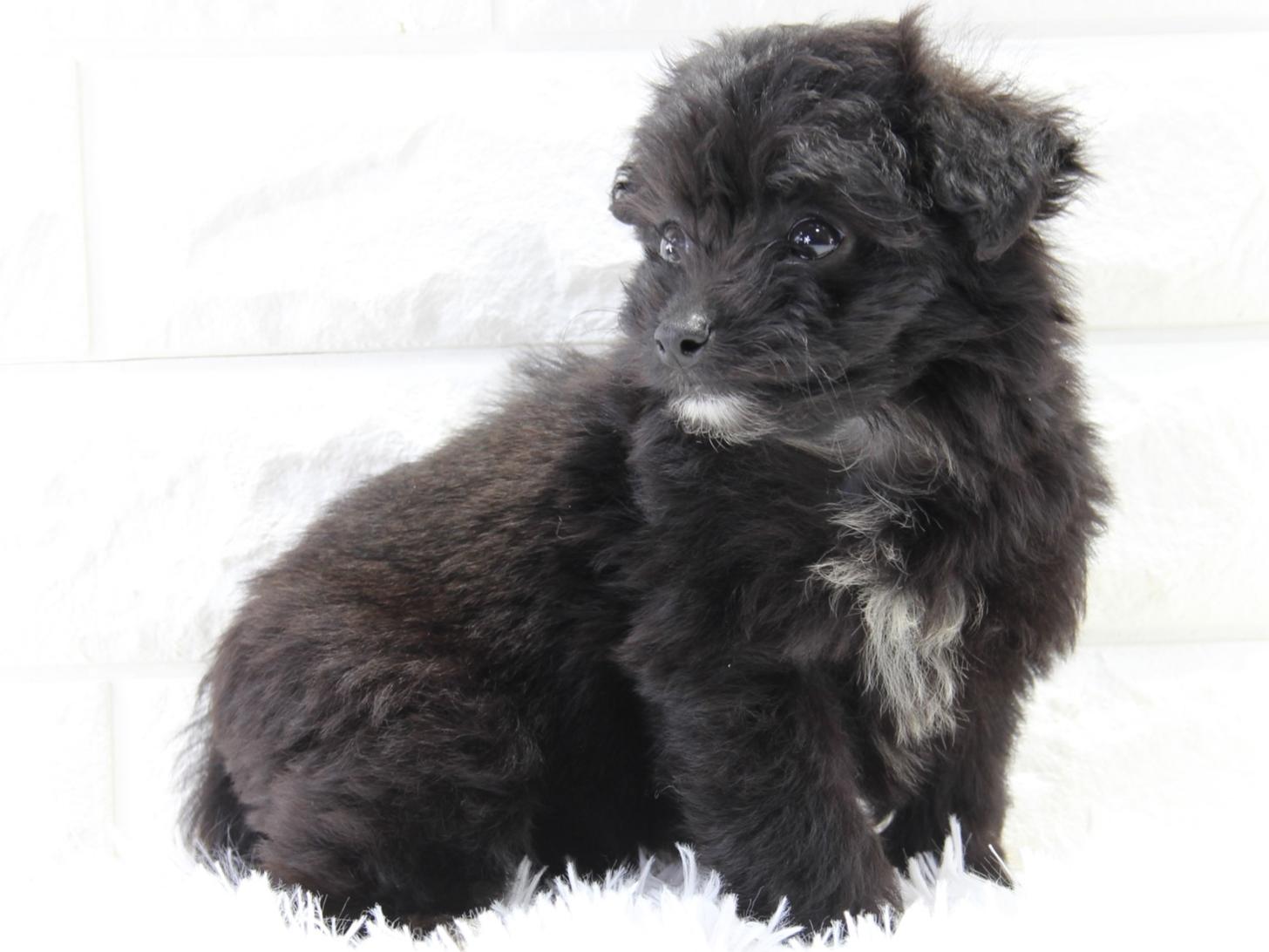 愛知県のポメプー(ポメラニアン×プードル) (猫福家 名古屋南店/2025年4月10日生まれ/女の子/ブラック)の子犬の4枚目の画像